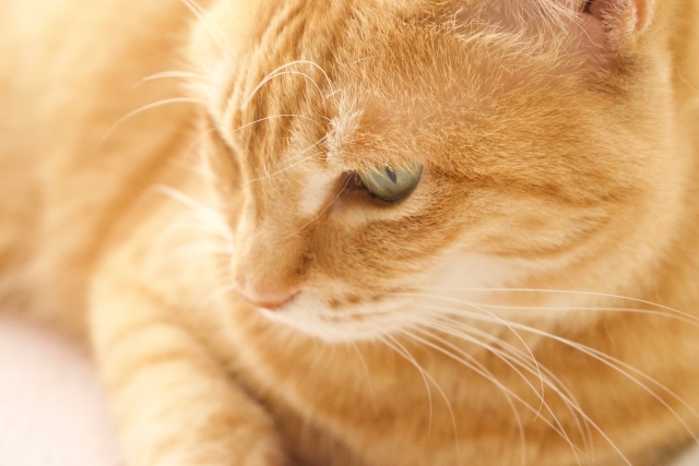 AFP認定研修を修了すれば、2級の受検資格が得られる