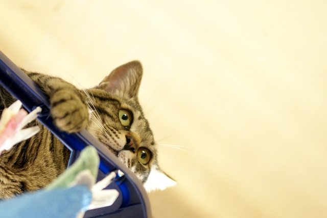 AFP資格を取得するためのキホン